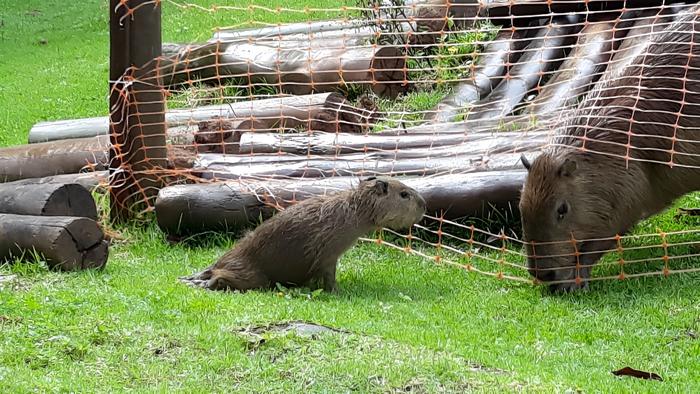 Capybaras found dead from rabies on island in São Paulo state (Brazil) warn of need to monitor virus