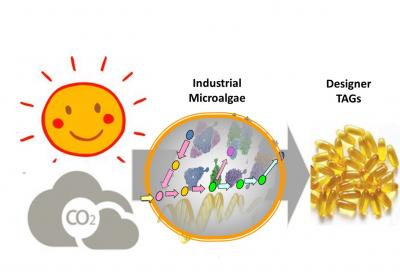 Producing Designer Triacylglycerol Molecules with Tailored Pufa Profile in Industrial Microalgae