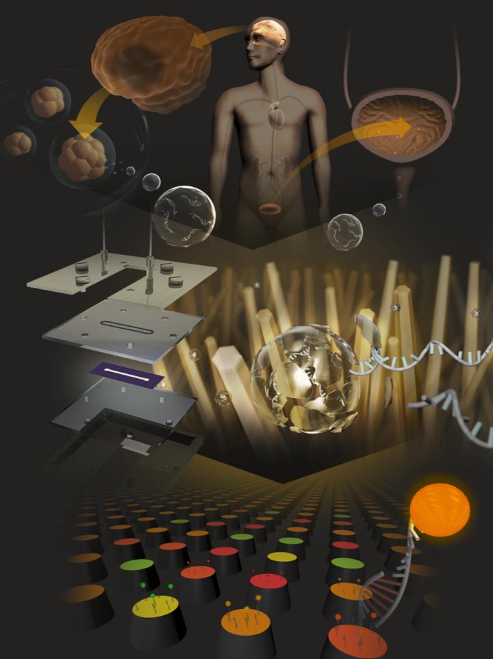 Screening of microRNAs