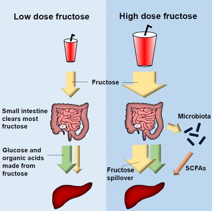 Small Intestine and Fructose