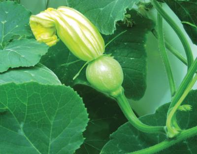 <i>Cucurbita moschata</i>