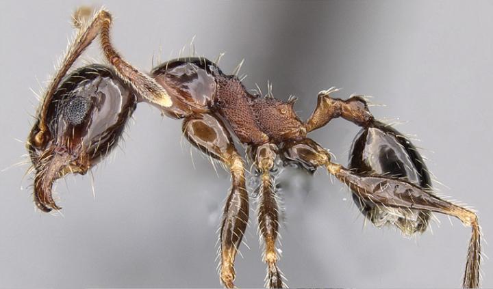 Tramp Ant Caught Globetrotting Under False Name (1/2)
