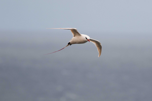 A red-tailed tropicbird