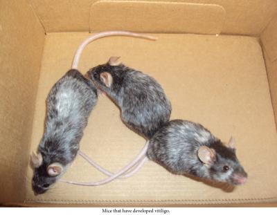 Vitiligo Mice