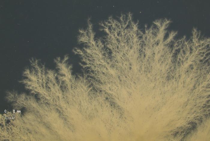 Sample of 'Mystery' Fungus