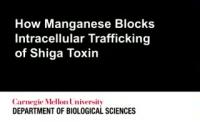 Manganese Blocks Intracellular Trafficking of Shiga Toxin