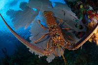 Caribbean Spiny Lobster on a Sea Fan in the Honduran Caribbean