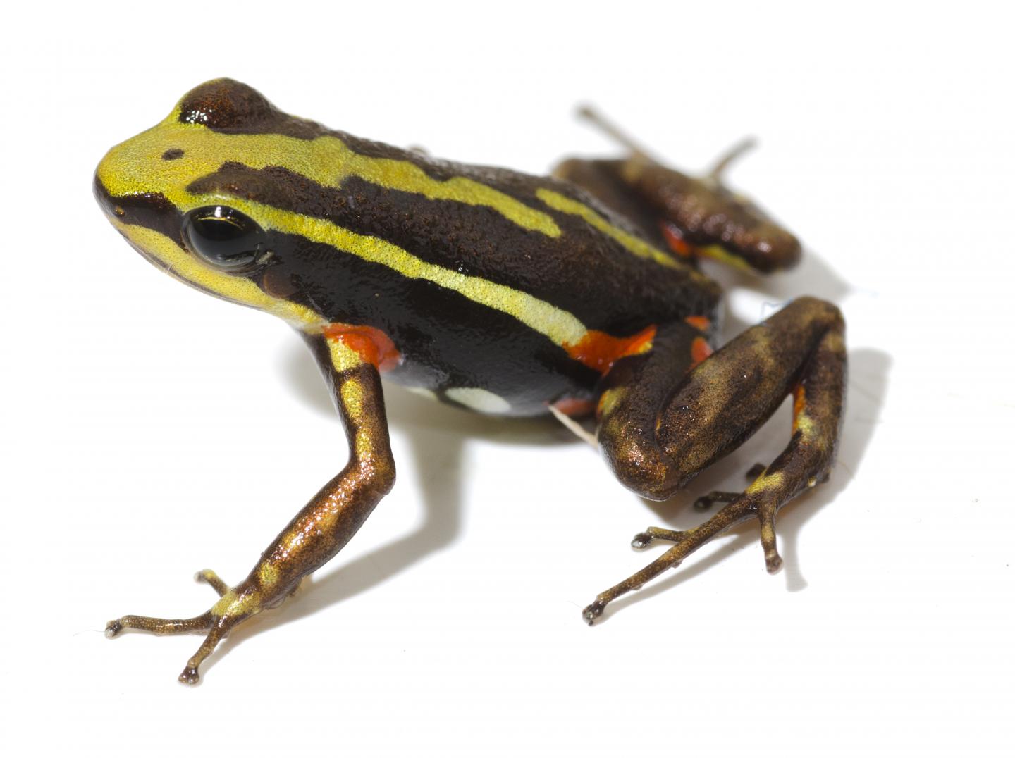 Phantasmal Poison Frog (<i>Epipedobates tricolor</i>)