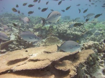 Healthy Acroporid Coral Reefs in Northwestern Hawaiian Islands