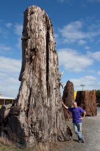 Co-Author Jonathan Palmer beside An Ancient Kauri Tree Stump