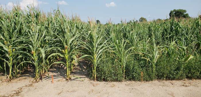 Waterhemp in corn field