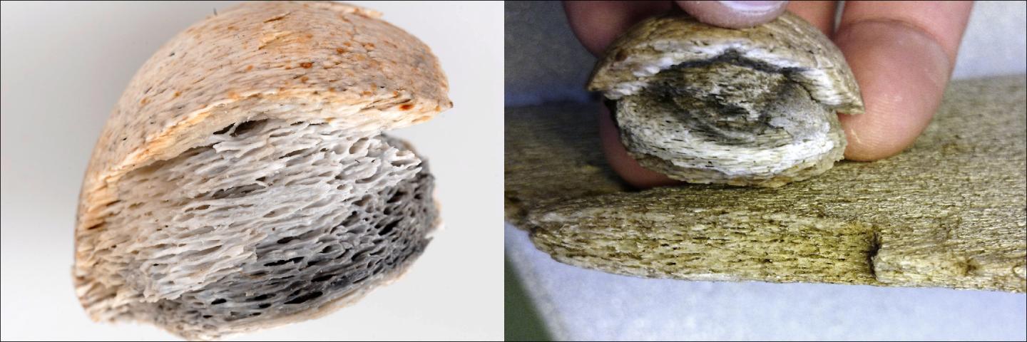 Whalebone Board-game Piece