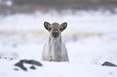Arctic Caribou