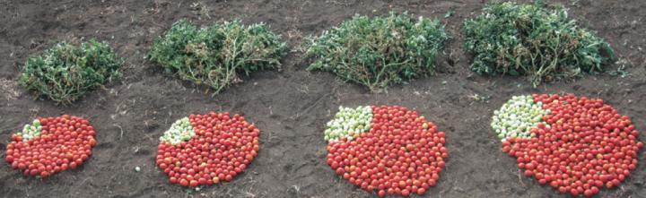 Genetic Toolkit Has the Power to Double Tomato Yields