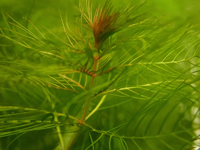 Stem of an invasive watermilfoil genotype grown in culture at the Montana State University Plant Growth Center.