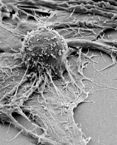 T Cells