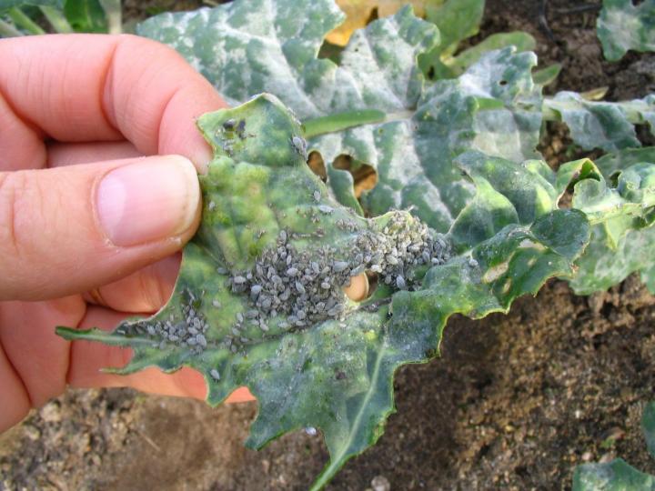 Cabbage aphids (<i>Brevicoryne brassicae</i>)