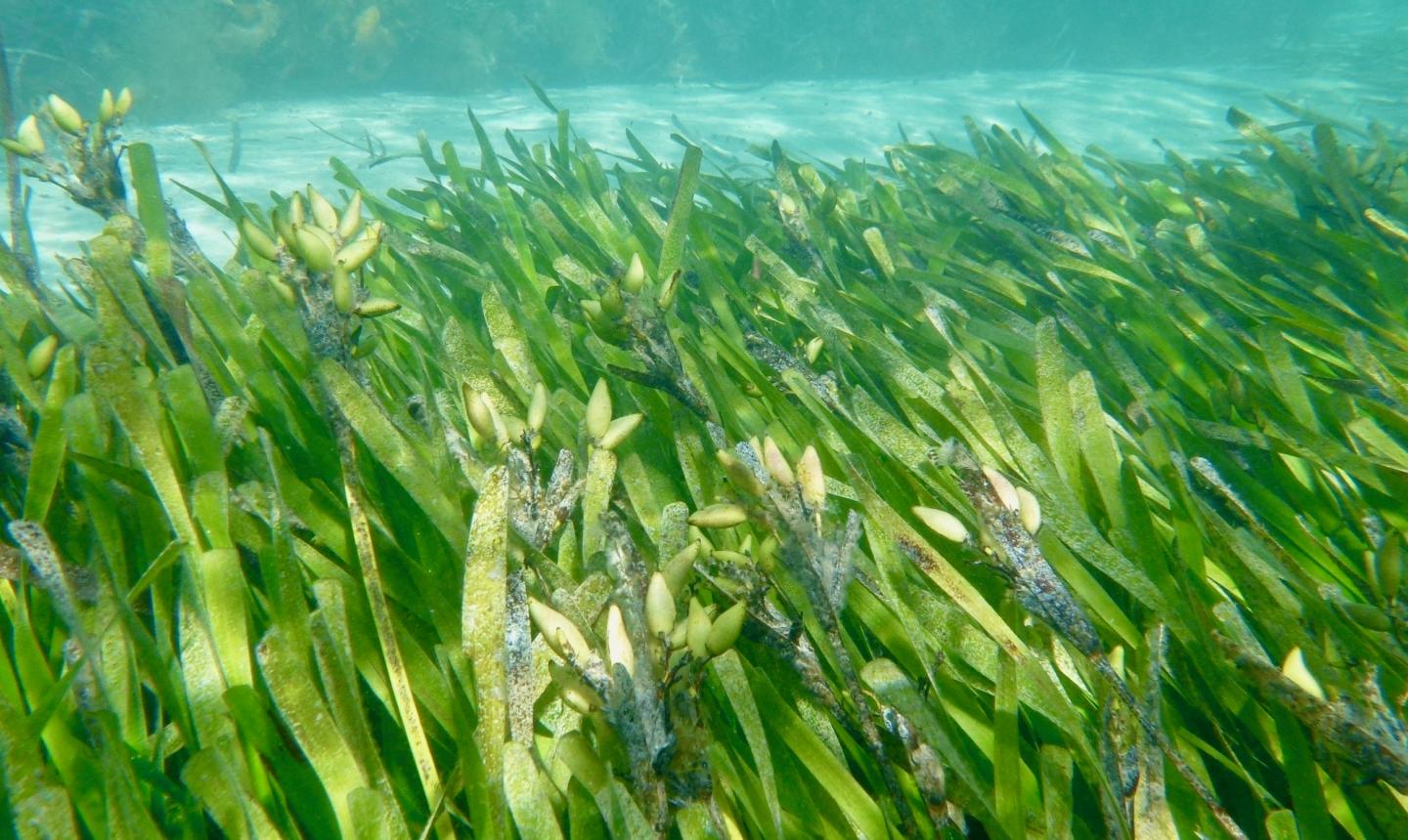 Posidonia Fruits [IMAGE] EurekAlert! Science News Releases