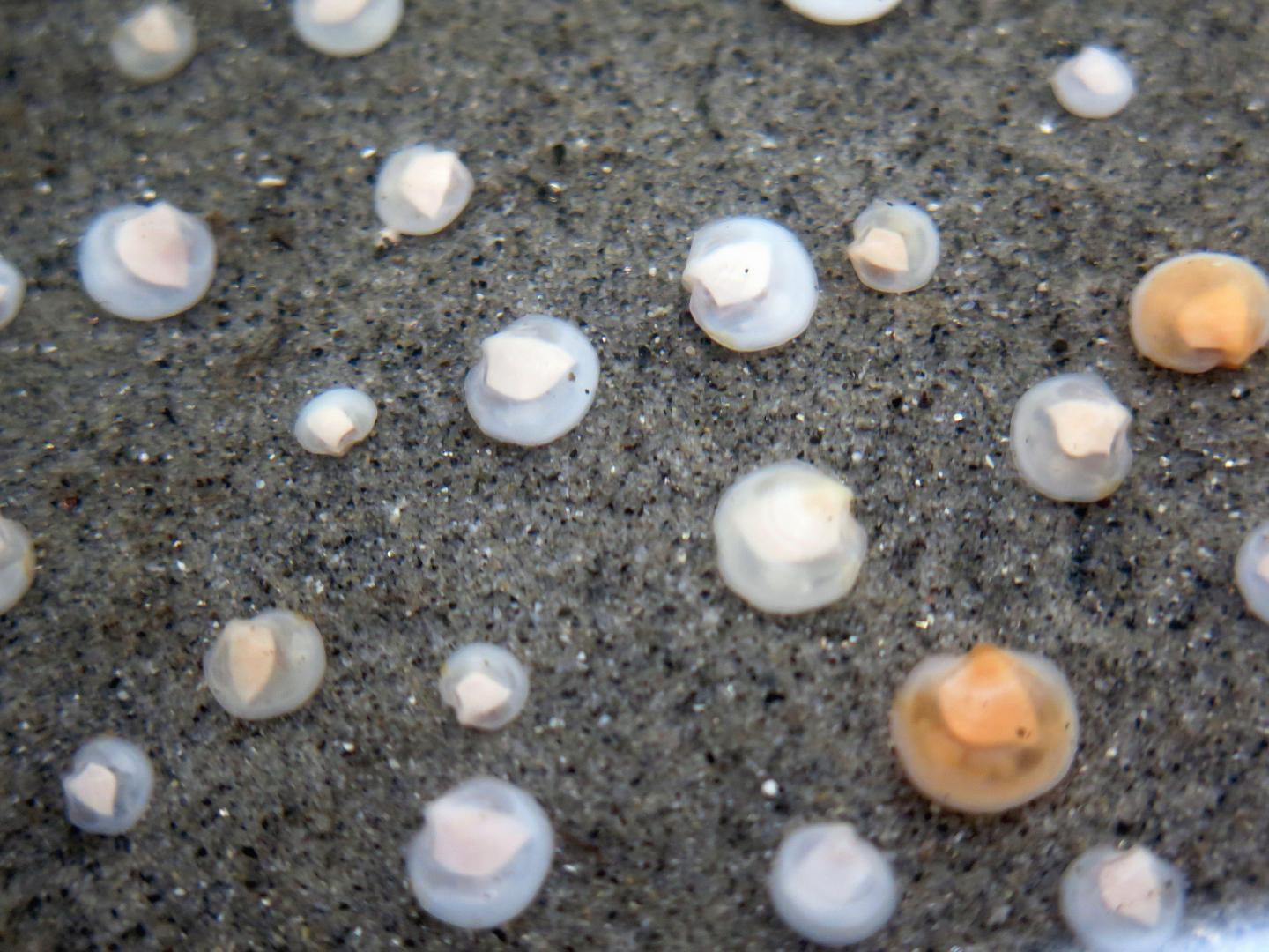 Moon Shells [IMAGE] EurekAlert! Science News Releases