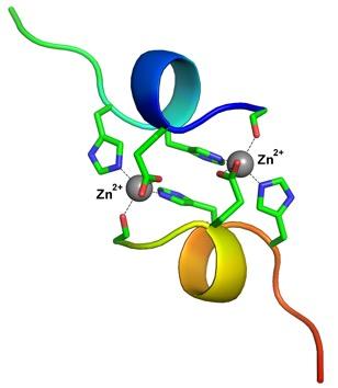 The Structure of the Complex of β-amyloid Fragment