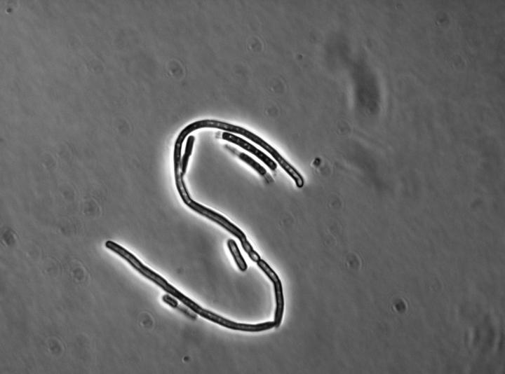 Bacillus Cereus