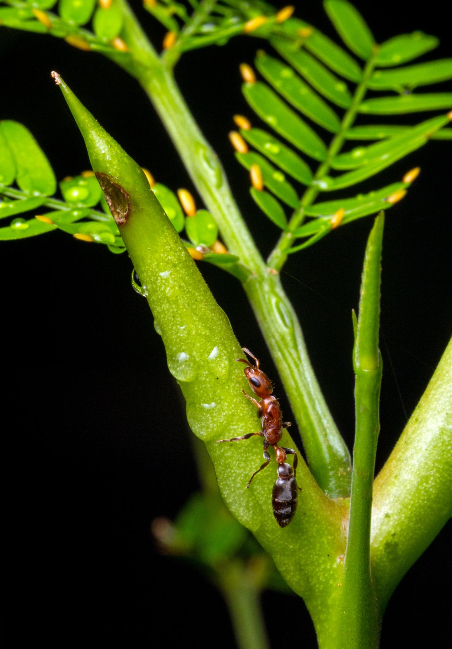 <i>Acacia</i> Ants Vertical 2