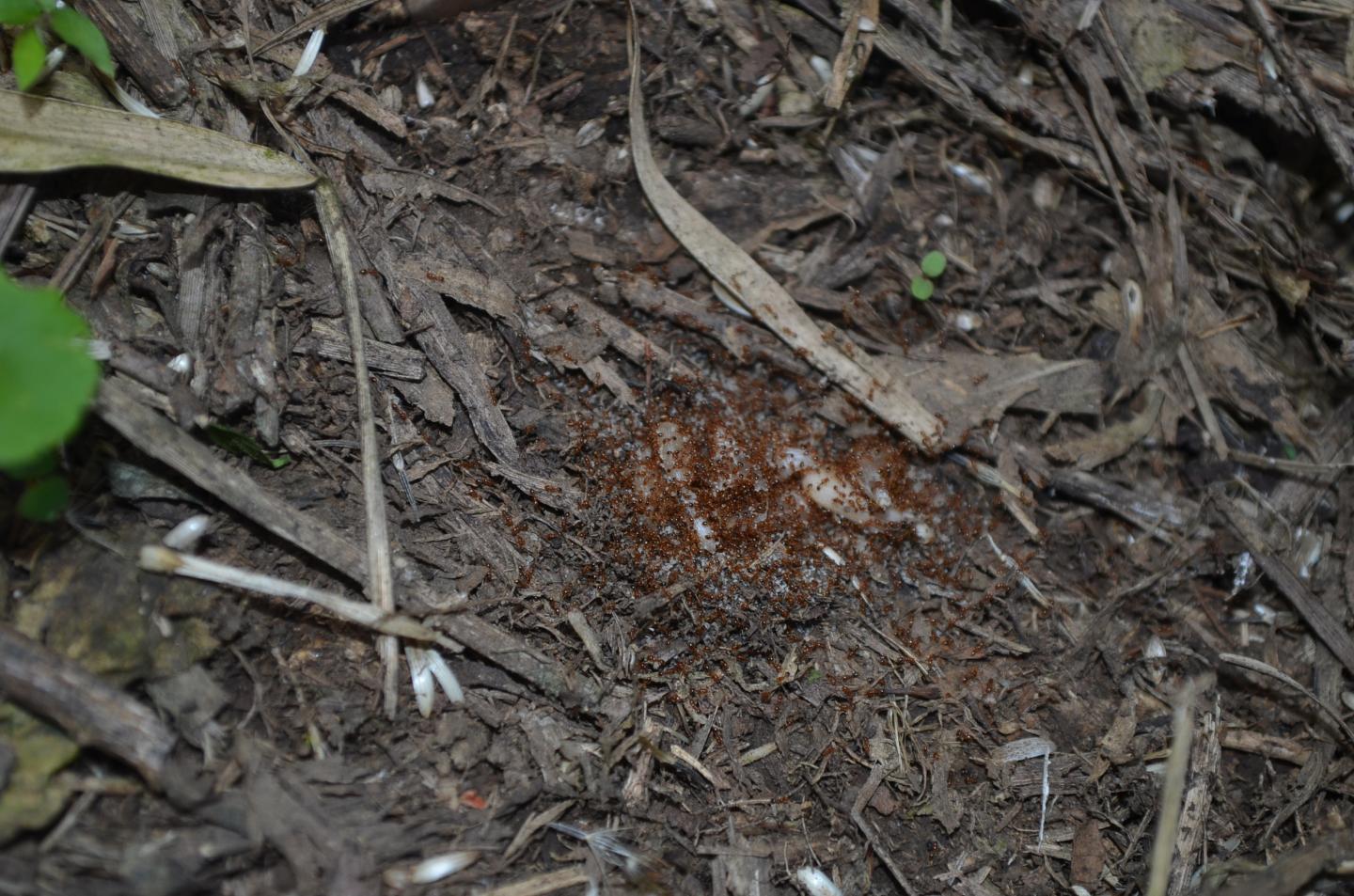 Seed Predation Increases Toward Tropics and Low Elevations (2 of 13)