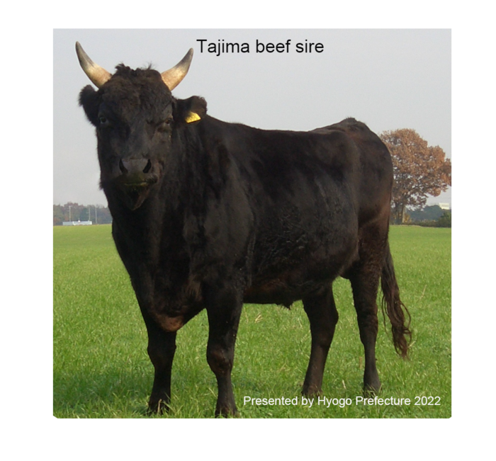 A Japanese Black Tajima beef sire produced in Hyogo Prefecture (world-renowned Kobe beef is produced from Tajima beef cattle)