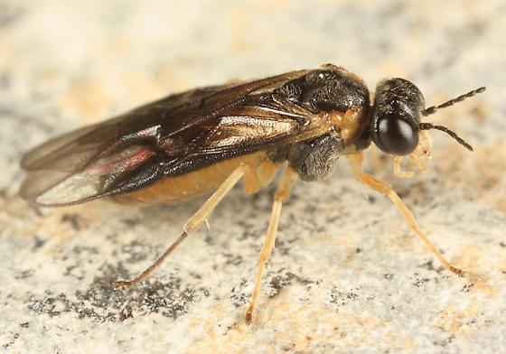 <I>Acordulecera dorsalis</I>