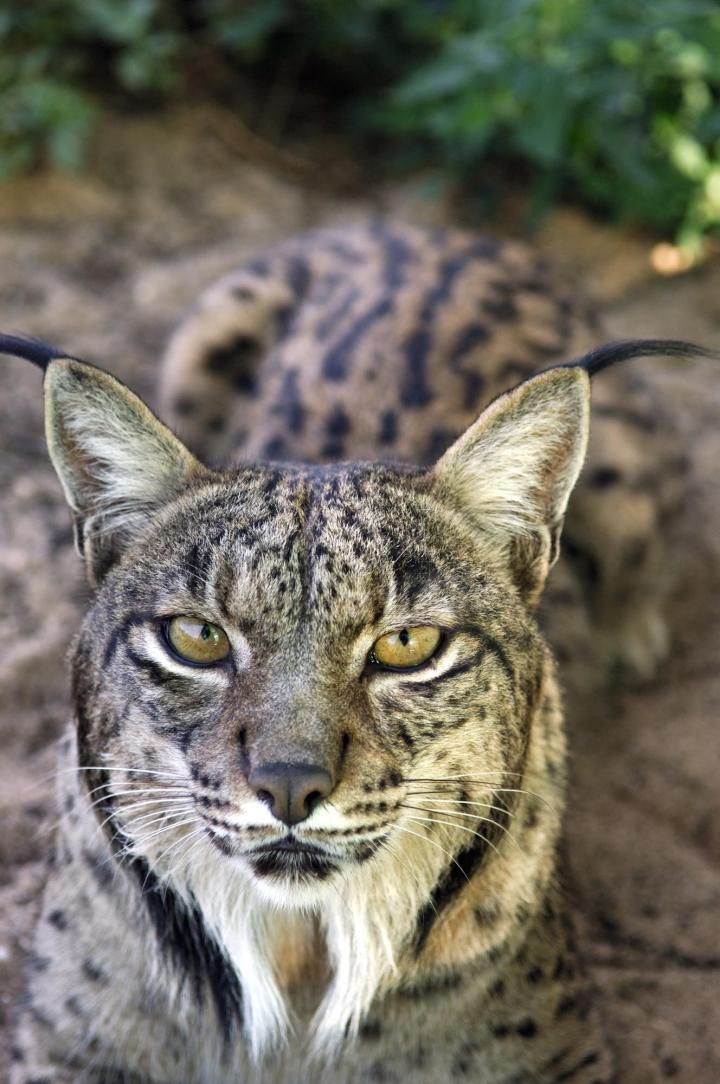 Iberian Lynx (3 of 3)