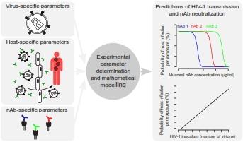 Interaction Between HIV-1 and Antibodies Modeled with New Mathematical Precision