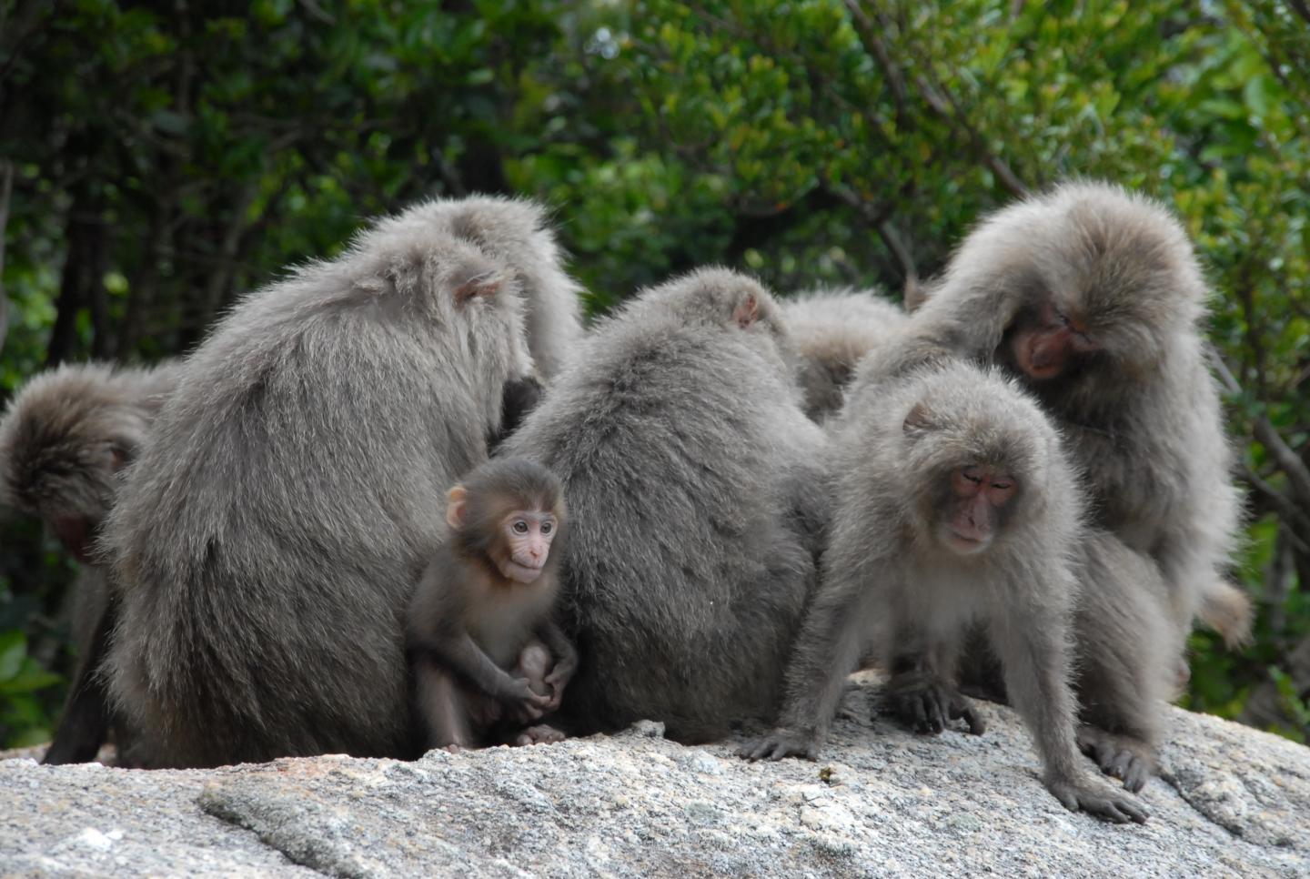 Japanese Macaques in a Social Group