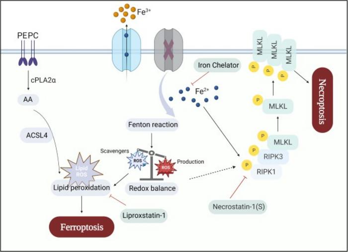 Schematic hypothesis.