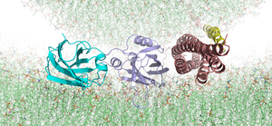 Primed synaptic complex suggested by the molecular dynamics simulations