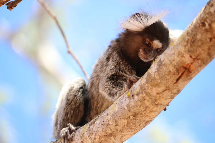 An adult male marmoset named Baltazar, while exploring a tree branch.