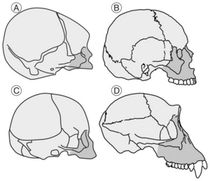 Comparison of the development of human and chimpanzee brains