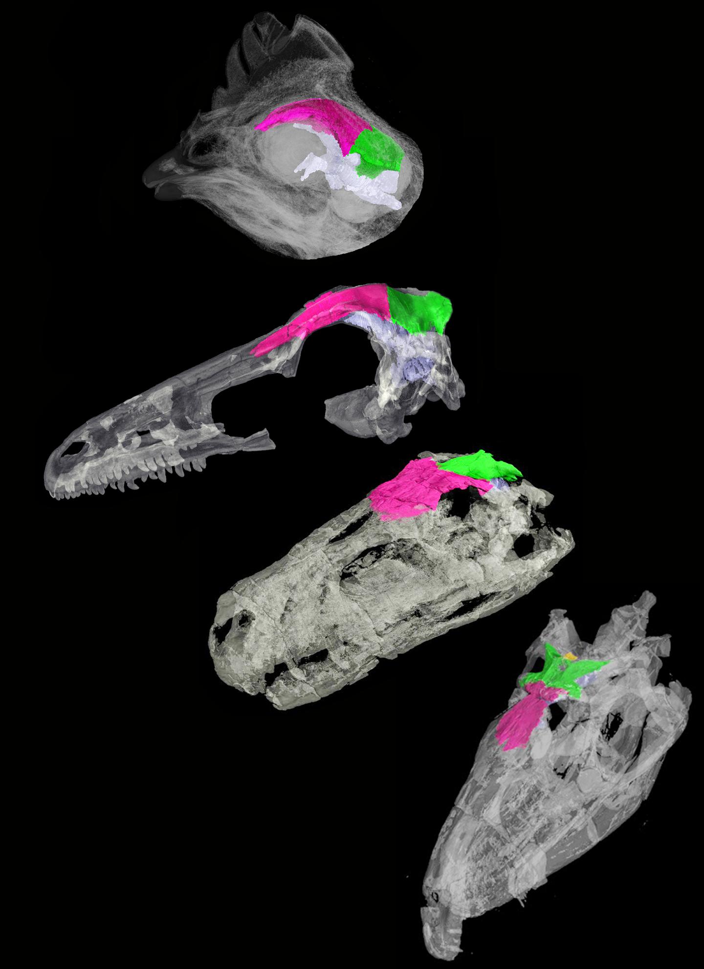 The Brain-Skull Transition from Dinosaurs to Birds