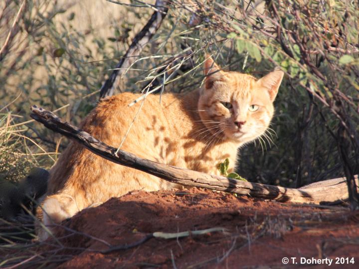 Efforts Are Needed to Protect Native Species from Feral Cats