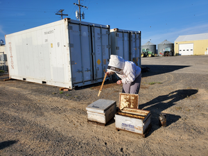 Bee banking worker