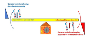 Gene associated with Lupus may protect against severe COVID-19 infection