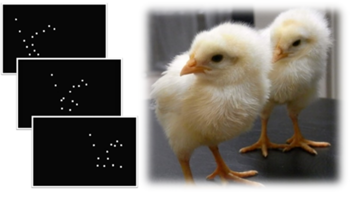Biological motion simulation and leghorn chicks