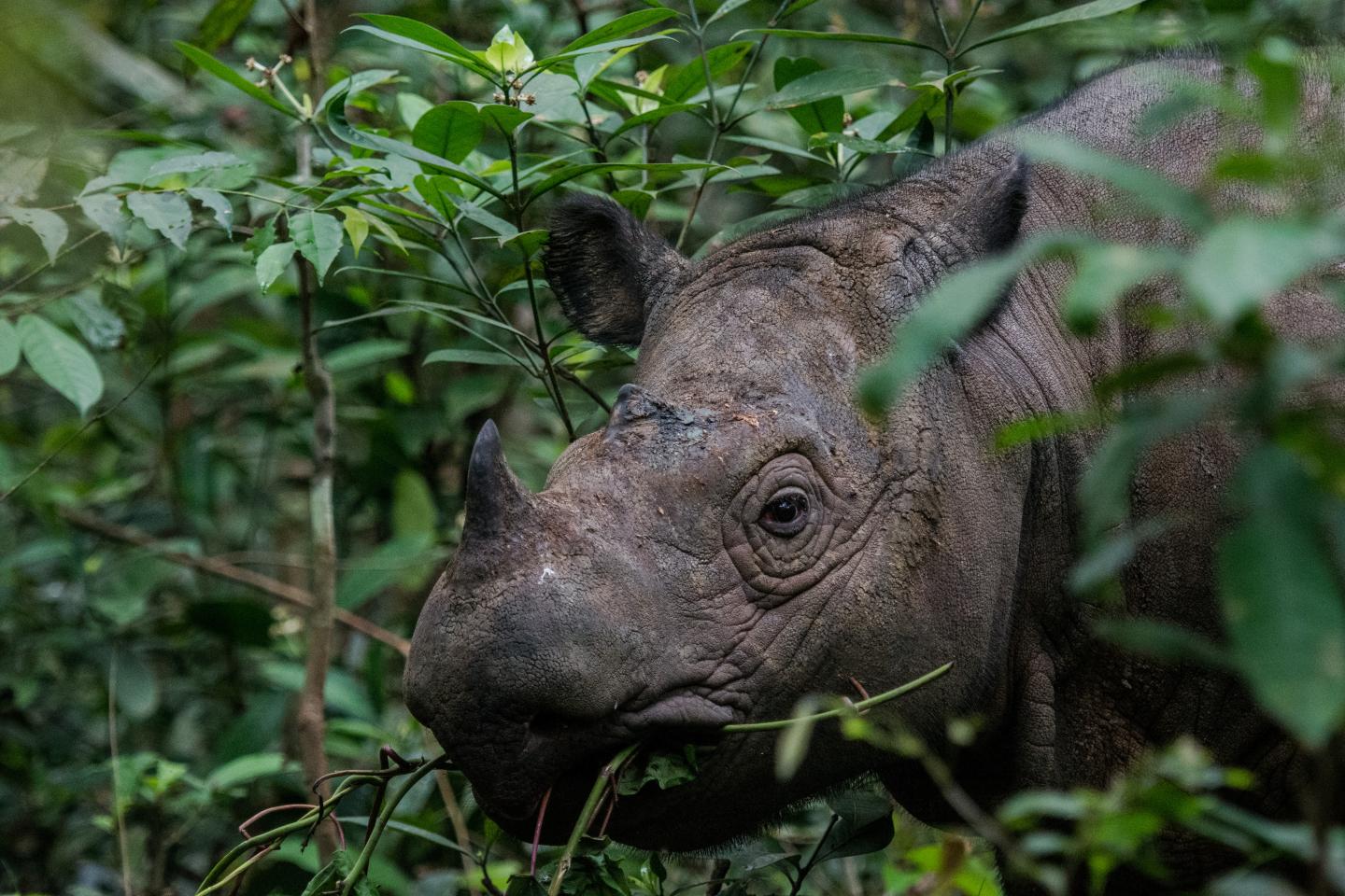 Sumatran Rhino Headshot