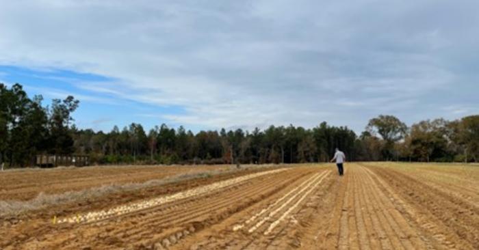 Kvitko Onion Field