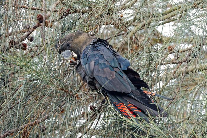 Glossy black-cockatoo feeding in a sheoak tree credit Ian Buick