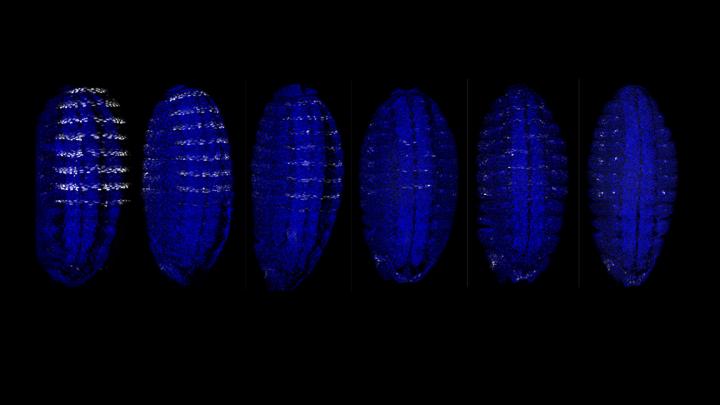 NRLB to Identify Low-Affinity Binding Sites