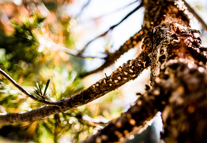 Spores of blister rust on pine