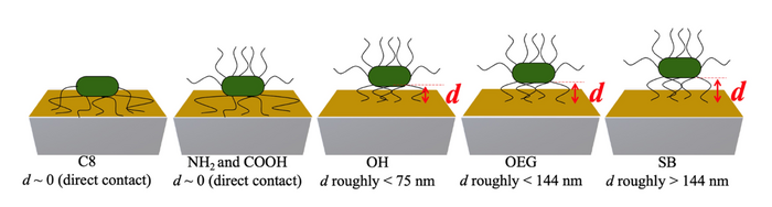 Figure 2: Illustration showing the estimated distances d of the bacterial cells for each SAM surface