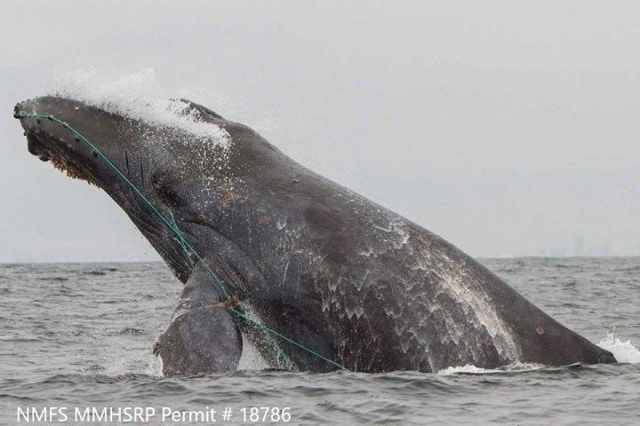 Entangled Humpback Whale