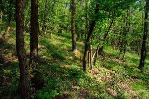 Forest in the Czech Republic