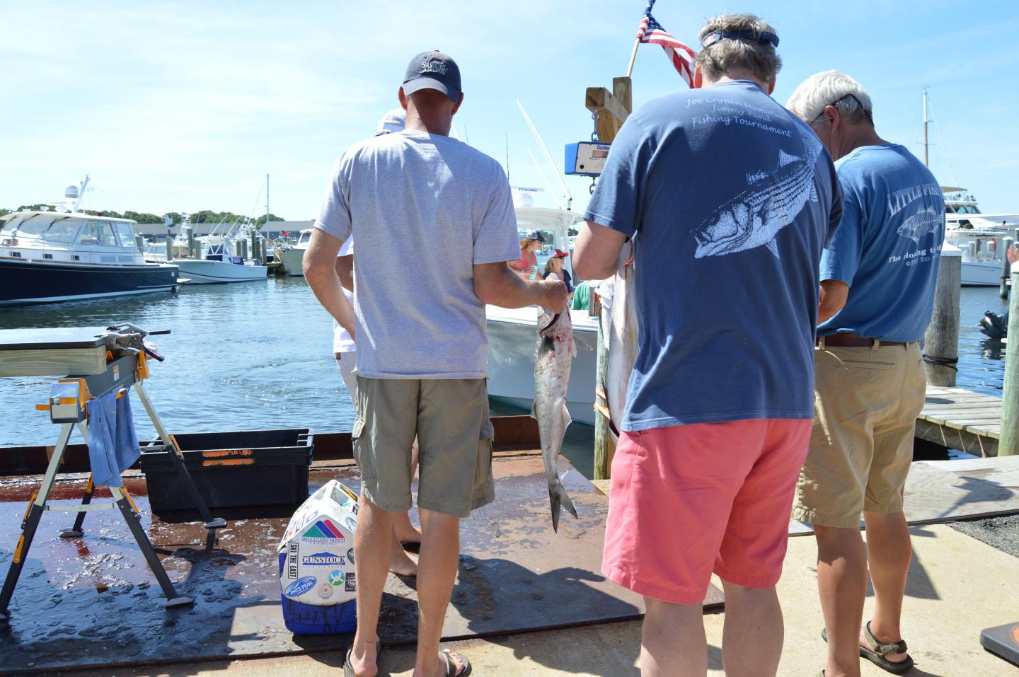 Recreational Fishers weighting striped bass catches. Osterville, MA, USA.